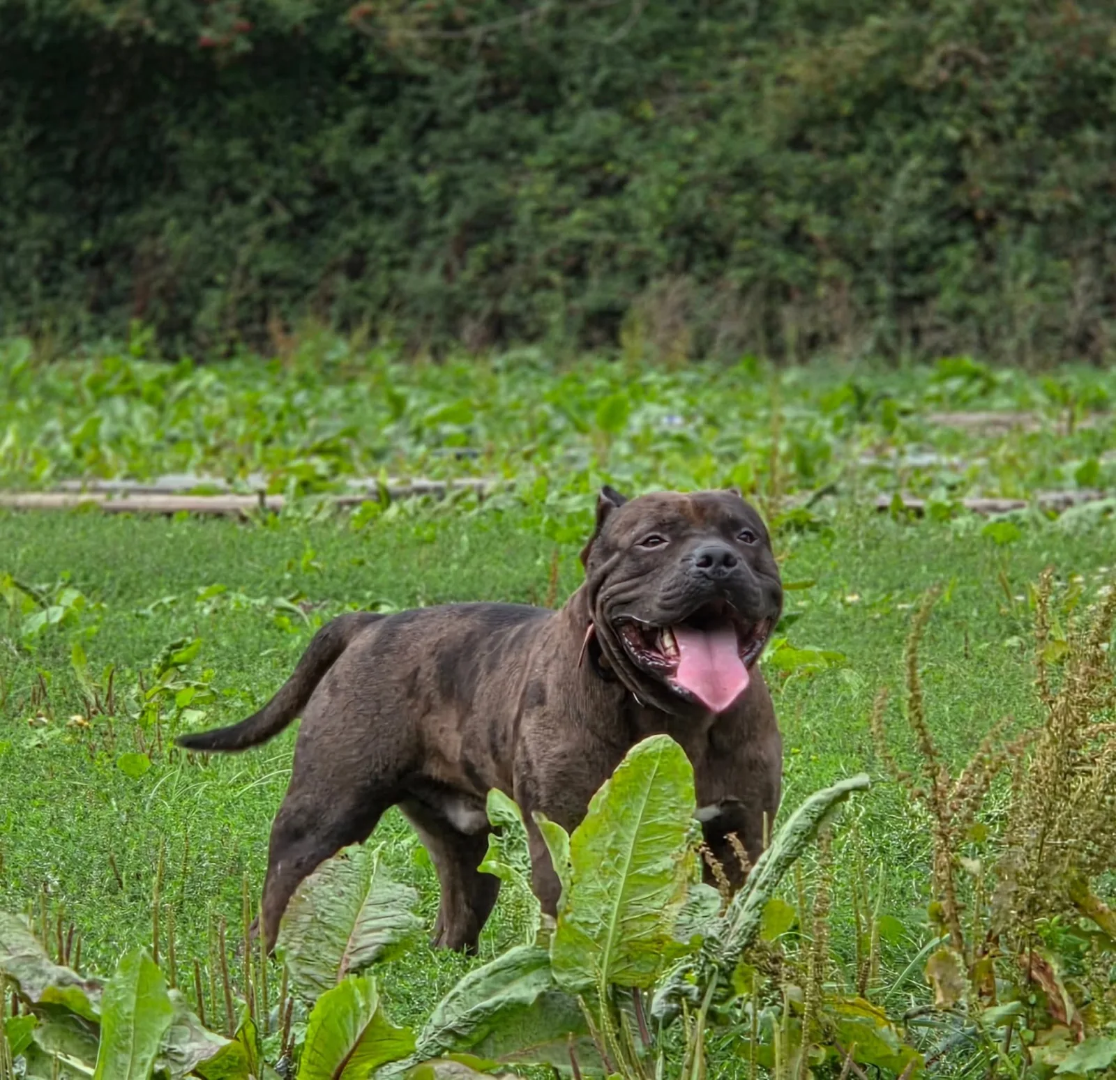 Phoenix Bully's kennel Lycan