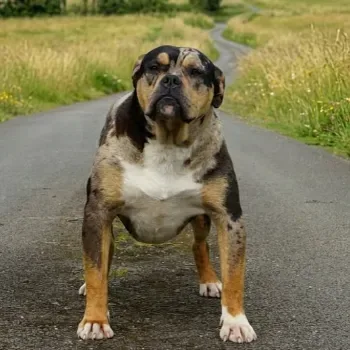 Phoenix Bully's Kennel April