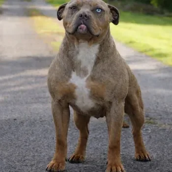 Nova