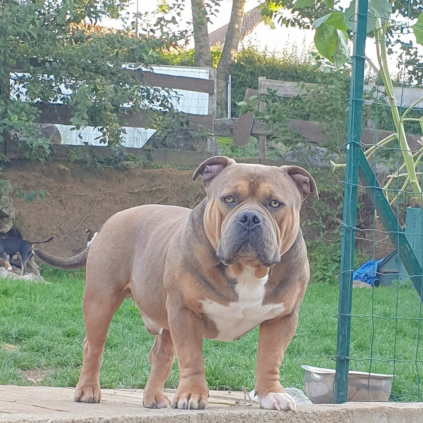 Bully dog's family Avatar