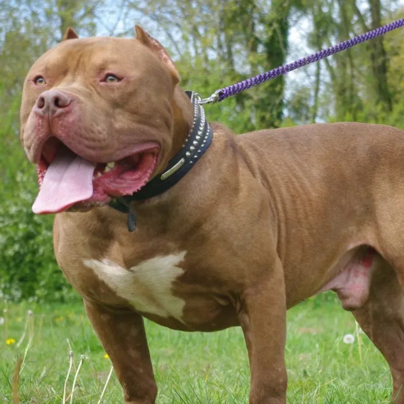 Tyson du bully monstre world