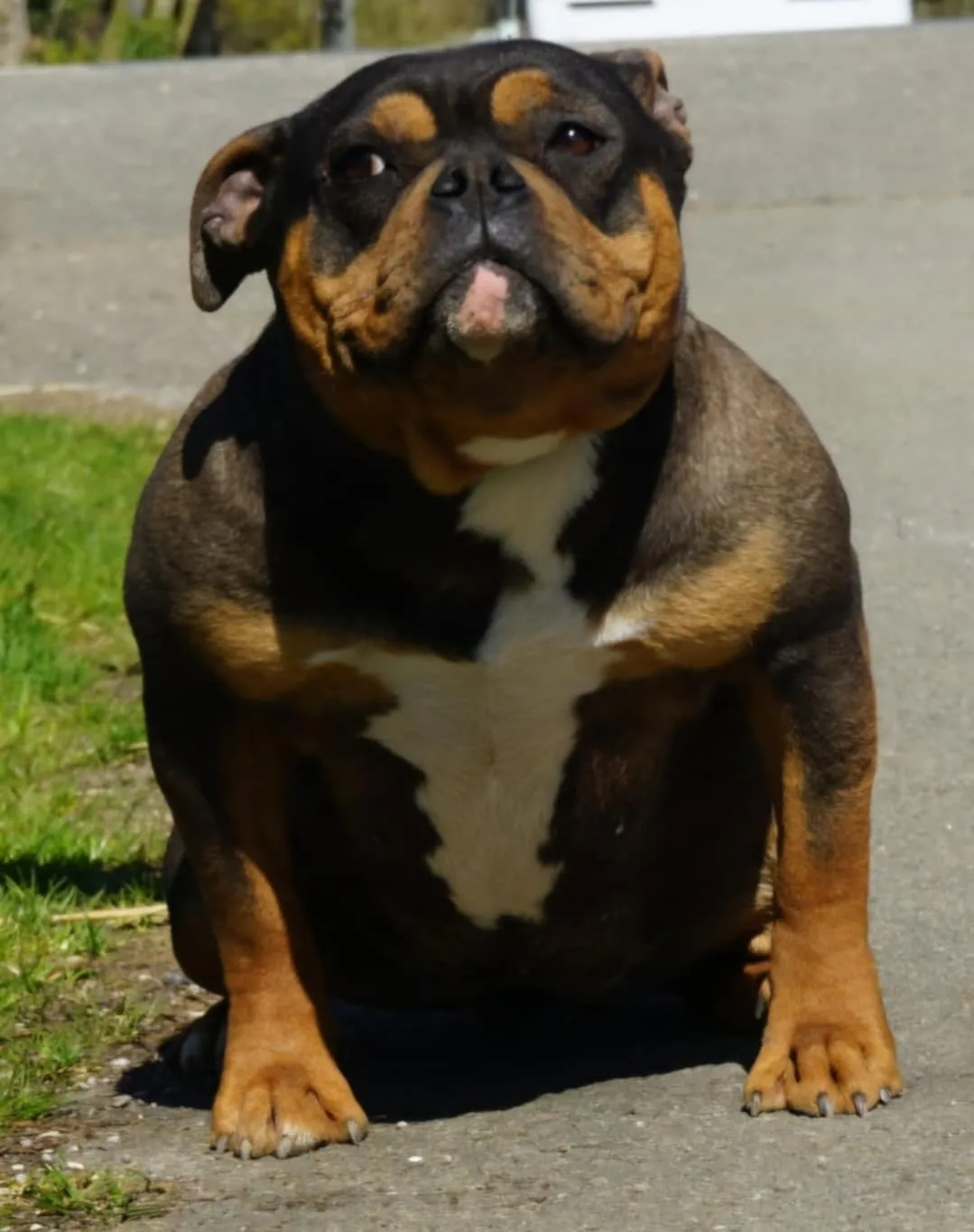 Phoenix Bully's Kennel Izy
