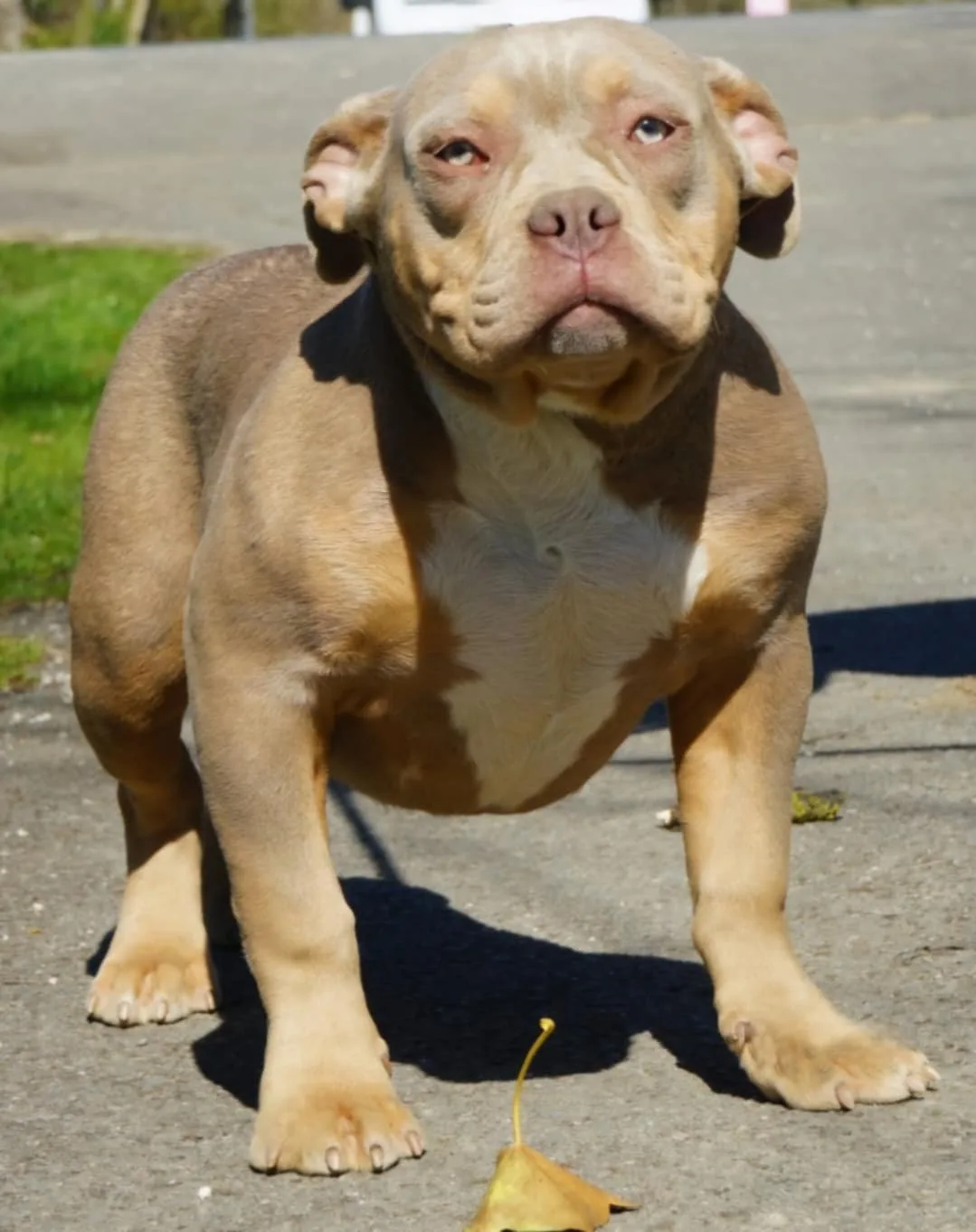Phoenix Bully's Kennel Eywa