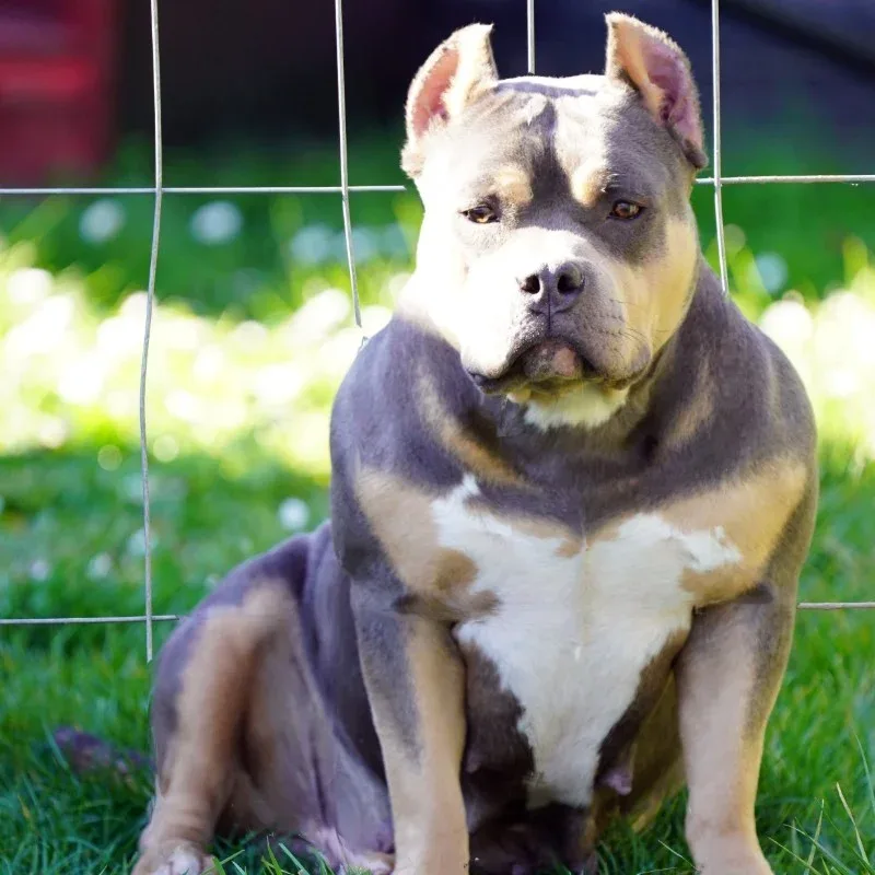 3KBullyz Kiara