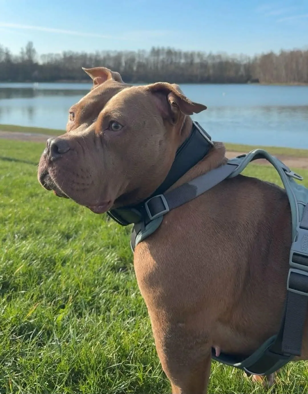 Phoenix Bully's Kennel Shelby