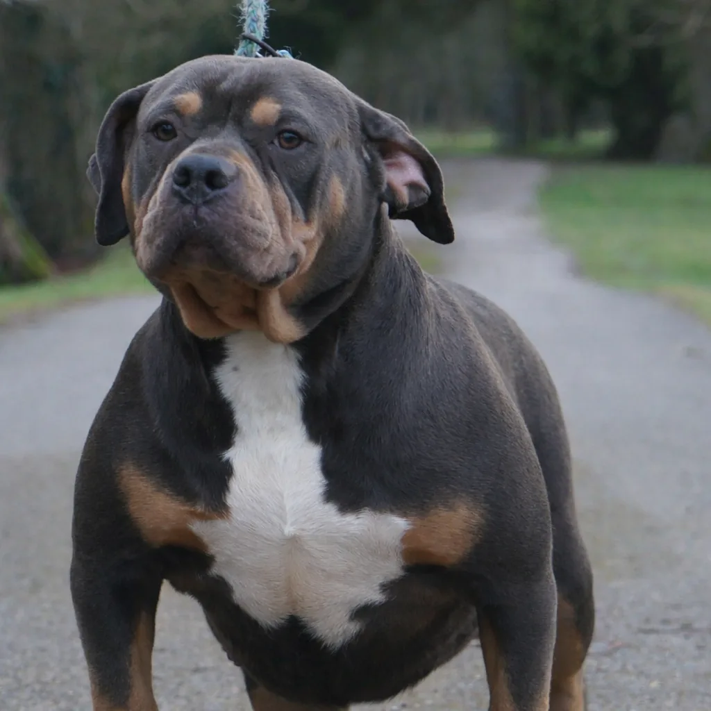 Phoenix Bully's Kennel Harley