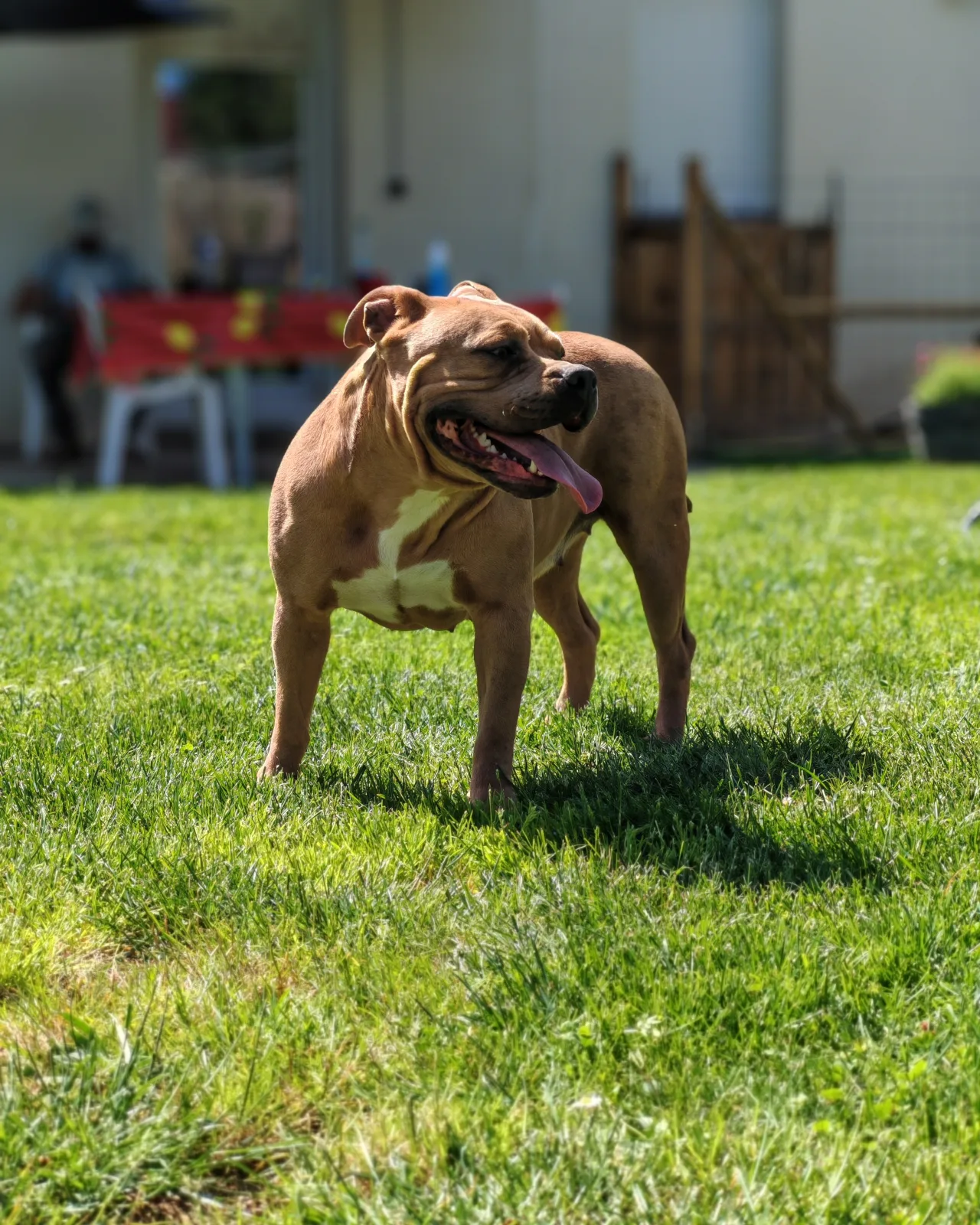 phoenix Bully's kennel Queeny