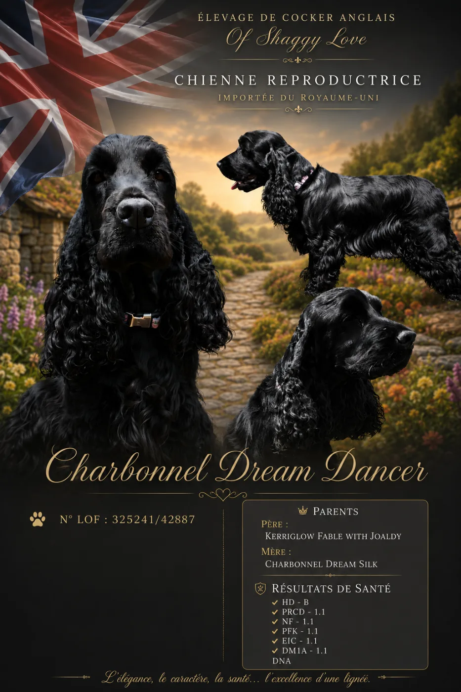 Charbonnel Dream Dancer