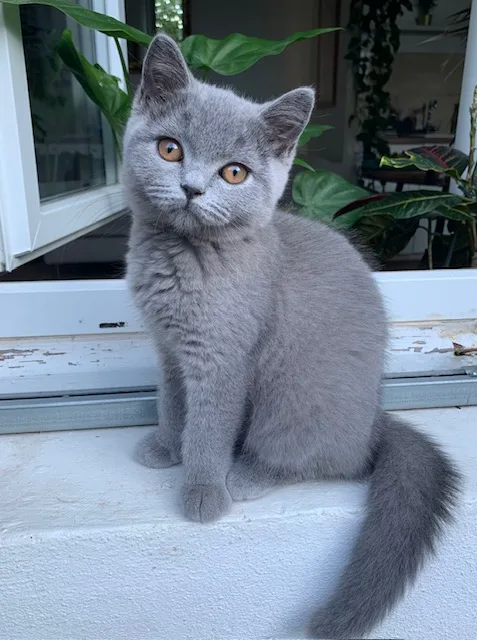 Zuliette De La Fée Minours